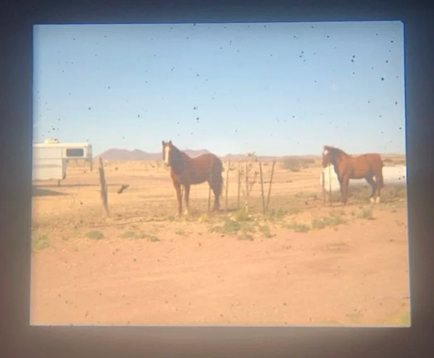Two horses seen through a soft projected frame